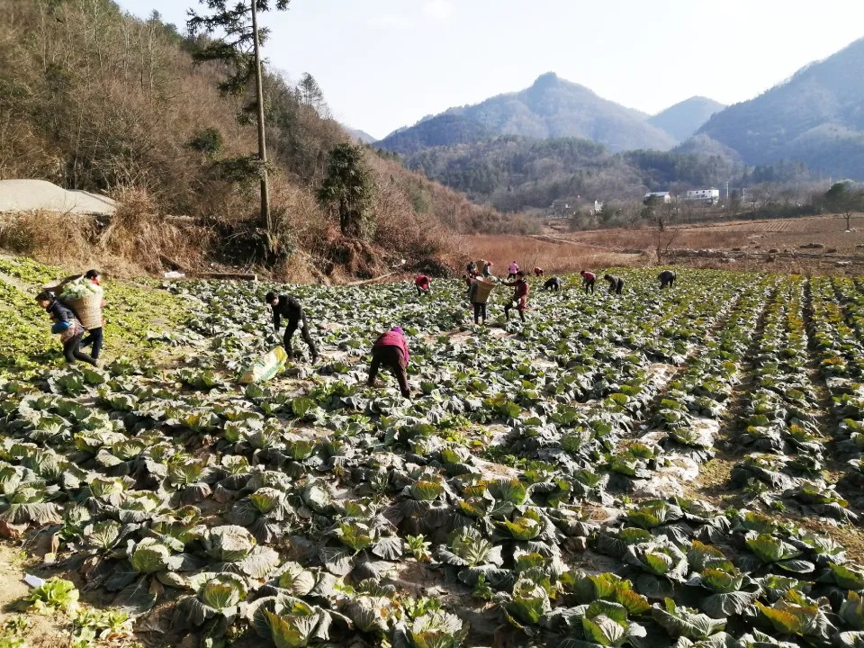 抗击疫情！七彩林科向湖北随州一线医务工作者捐赠蔬菜15吨