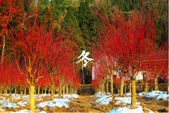 七彩苗木 | 秋冬里“出彩”的节日树