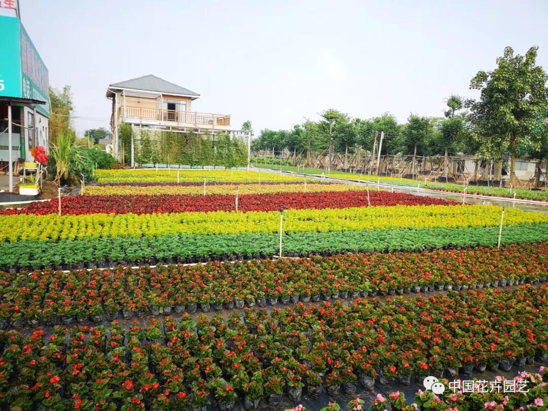 2020中国（中山）花木产业大会即将举行 