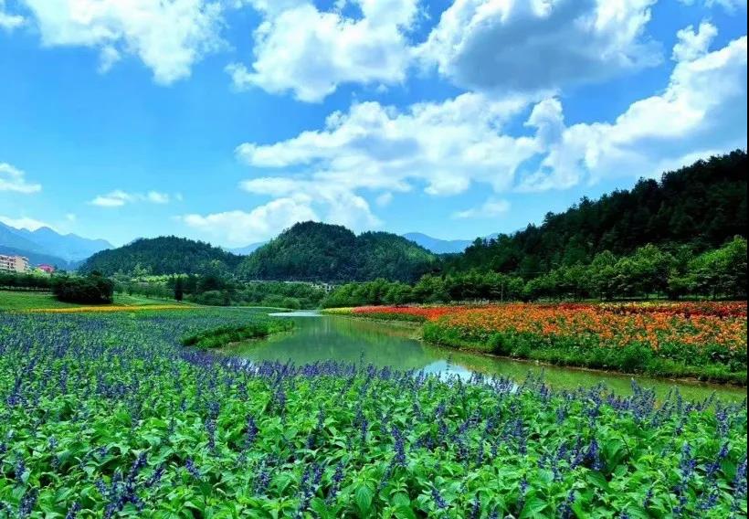 风起云涌二十载，花海前途未可知？