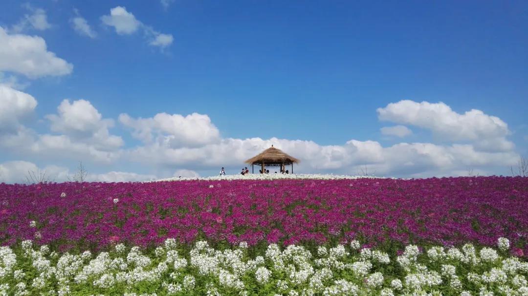 风起云涌二十载，花海前途未可知？