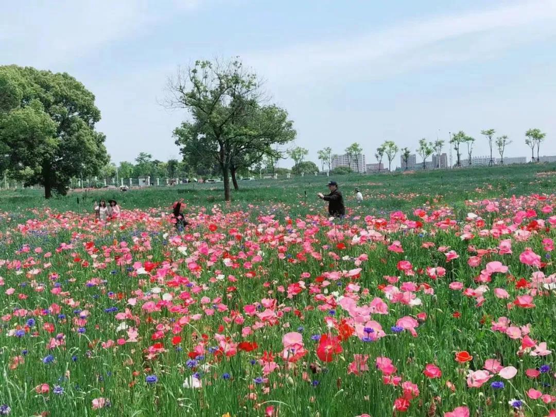 风起云涌二十载，花海前途未可知？