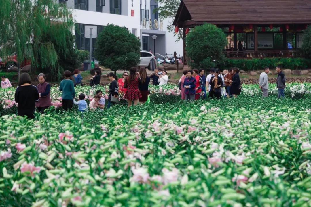 风起云涌二十载，花海前途未可知？