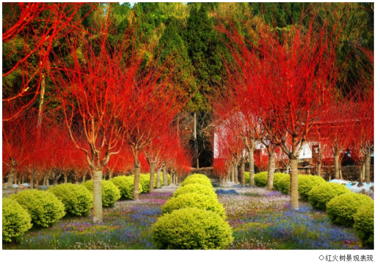 七彩园艺|寒冬萧瑟，用这些植物装点城市缤纷色彩