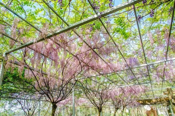 七彩出品|最美人间四月天，紫藤吐艳宛若“浪漫瀑布”，约吗？