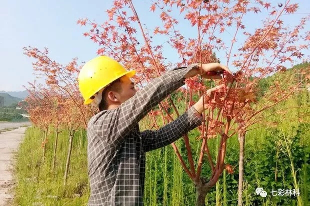 热skr人！致敬高温下坚守的七彩人！