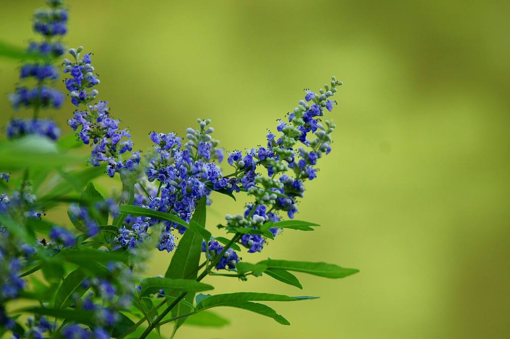 穗花牡荆嫩枝扦插繁育